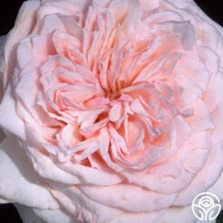 Magnificent Perfume™ -HEIRLOOM ROSES Sales magnificent perfume 2 7