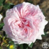 Magnificent Perfume™ -HEIRLOOM ROSES Sales magnificent perfume 3 7