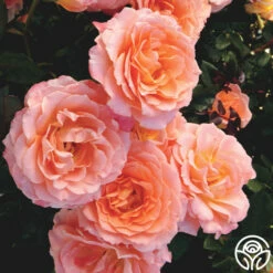 Jump For Joy™ -HEIRLOOM ROSES Sales main jump for joy 2