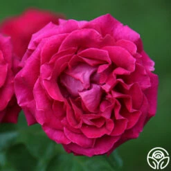 Stiletto™ -HEIRLOOM ROSES Sales main stiletto 1