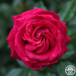 Stiletto™ -HEIRLOOM ROSES Sales main stiletto 4