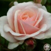 Majestic™ -HEIRLOOM ROSES Sales majestic