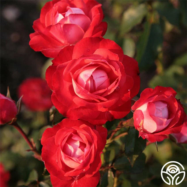 Mandarin Ice® 3 Mandarin Ice®