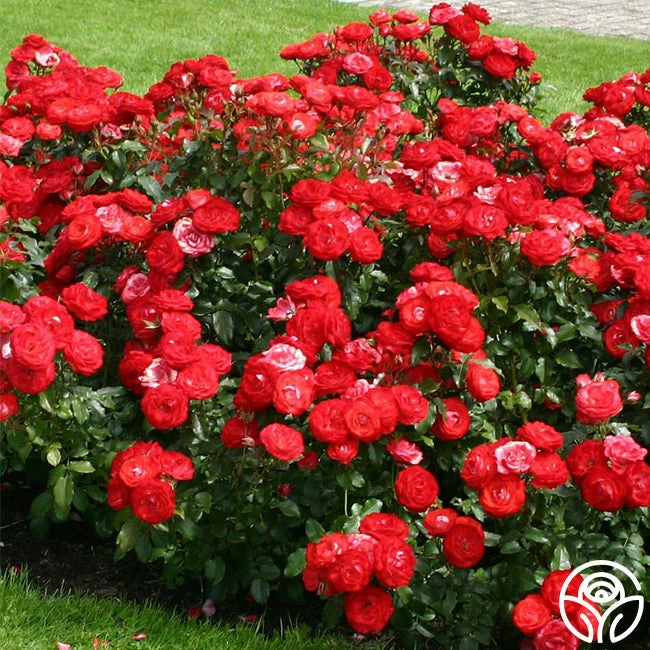 Mandarin Ice® 4 Mandarin Ice® - Image 2