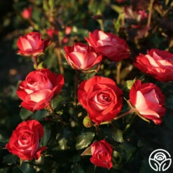 Mandarin Ice® 7 Mandarin Ice® -HEIRLOOM ROSES Sales mandarin ice 3 1