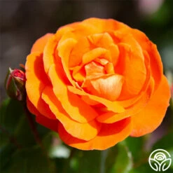 Veranda® Mango -HEIRLOOM ROSES Sales mango veranda 23