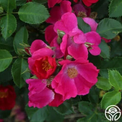 Manhattan Blue -HEIRLOOM ROSES Sales manhattan blue 2 1 1