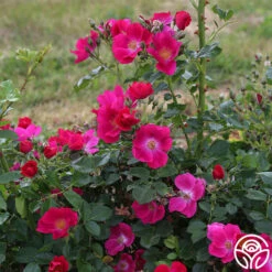 Manhattan Blue -HEIRLOOM ROSES Sales manhattan blue 3 1 1