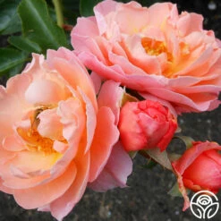 Marie Curie® -HEIRLOOM ROSES Sales marie curie 2 1 1