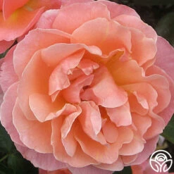 Marie Curie® -HEIRLOOM ROSES Sales marie curie 3 5