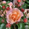 Marie Curie® -HEIRLOOM ROSES Sales marie curie 4 5