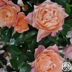 Marie Curie® -HEIRLOOM ROSES Sales marie curie 5 5