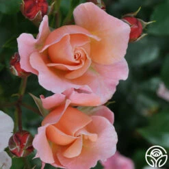 Marie Curie® -HEIRLOOM ROSES Sales marie curie 6 5