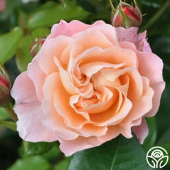 Marie Curie® -HEIRLOOM ROSES Sales marie curie 7 5