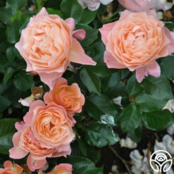 Marie Curie® -HEIRLOOM ROSES Sales marie curie 8