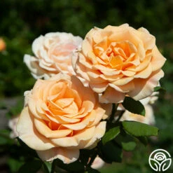 Marilyn Monroe™ -HEIRLOOM ROSES Sales marilyn monroe 1 8