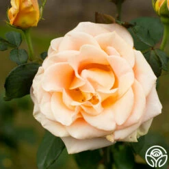 Marilyn Monroe™ -HEIRLOOM ROSES Sales marilyn monroe 3 8