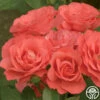 Marmalade Skies™ -HEIRLOOM ROSES Sales marmalade skies 1 1