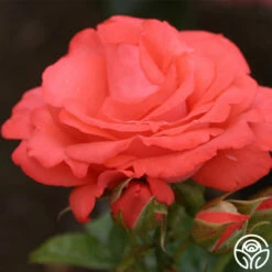 Marmalade Skies™ -HEIRLOOM ROSES Sales marmalade skies 2 1