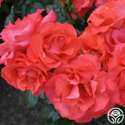 Marmalade Skies™ -HEIRLOOM ROSES Sales marmalade skies 3 1