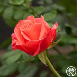 Marmalade Skies™ -HEIRLOOM ROSES Sales marmalade skies 4 2
