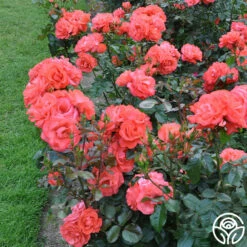 Marmalade Skies™ -HEIRLOOM ROSES Sales marmalade skies 5 1 1
