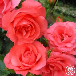 Marmalade Skies™ -HEIRLOOM ROSES Sales marmalade skies 6 2