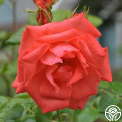 Marmalade Skies™ -HEIRLOOM ROSES Sales marmalade skies 7 1 1