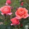 Matchless Mother™ 1 Matchless Mother™ -HEIRLOOM ROSES Sales matchless mother 1 1