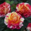 Maurice Utrillo® -HEIRLOOM ROSES Sales maurice utrillo 1