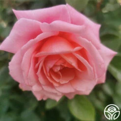 Meant To Be™ -HEIRLOOM ROSES Sales meant to be 3