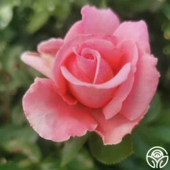 Meant To Be™ -HEIRLOOM ROSES Sales meant to be 4