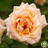 Medallion® -HEIRLOOM ROSES Sales medallion 1 4