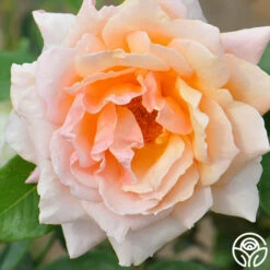 Medallion® -HEIRLOOM ROSES Sales medallion 21