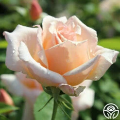 Medallion® -HEIRLOOM ROSES Sales medallion 5 4