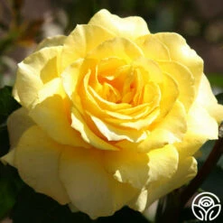 Mellow Yellow -HEIRLOOM ROSES Sales mellow yellow 1 7
