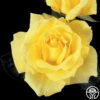 Mellow Yellow -HEIRLOOM ROSES Sales mellow yellow 3 8