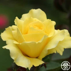 Mellow Yellow -HEIRLOOM ROSES Sales mellow yellow 5 8