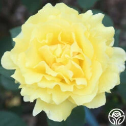 Mellow Yellow -HEIRLOOM ROSES Sales mellow yellow 6 1 1