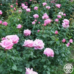 Memorial Day™ -HEIRLOOM ROSES Sales memorial day 2 9