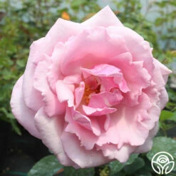 Memorial Day™ -HEIRLOOM ROSES Sales memorial day 5 1