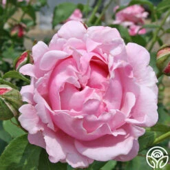 Memorial Day™ -HEIRLOOM ROSES Sales memorial day 6 1