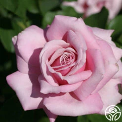 Memorial Day™ -HEIRLOOM ROSES Sales memorial day 8 1