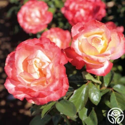 Mercury Rising™ -HEIRLOOM ROSES Sales mercury rising 2 1