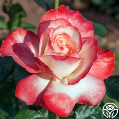 Mercury Rising™ -HEIRLOOM ROSES Sales mercury rising 3 1