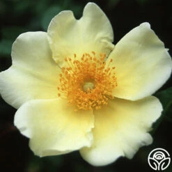 Mermaid -HEIRLOOM ROSES Sales mermaid logo 03