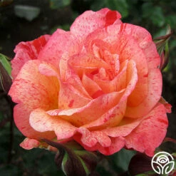Michelangelo™ -HEIRLOOM ROSES Sales michelangelo 1