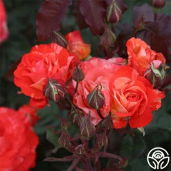 Michelangelo™ -HEIRLOOM ROSES Sales michelangelo 2