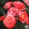 Michelangelo™ -HEIRLOOM ROSES Sales michelangelo 4