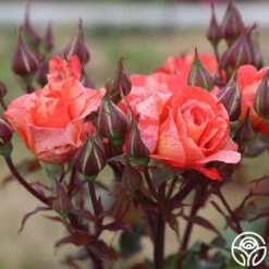 Michelangelo™ -HEIRLOOM ROSES Sales michelangelo 9